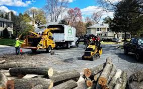Best Arborist Consultation Services  in Willow Grove, PA
