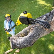 Best Tree Maintenance Programs  in Willow Grove, PA