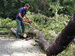 Best Utility Line Clearance  in Willow Grove, PA