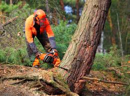 Best Tree Disease Treatment  in Willow Grove, PA