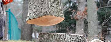 Best Firewood Processing and Delivery  in Willow Grove, PA