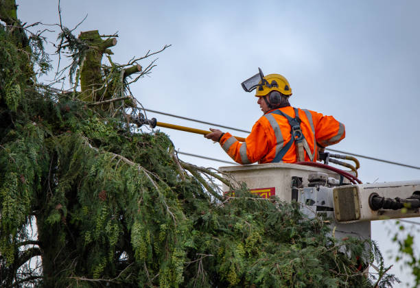 Best Tree Health Inspection  in Willow Grove, PA