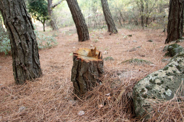 Best Hazardous Tree Removal  in Willow Grove, PA