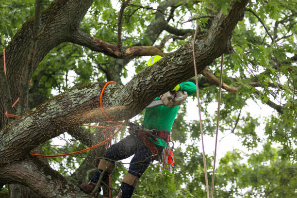Best Pest Control for Lawns  in Willow Grove, PA