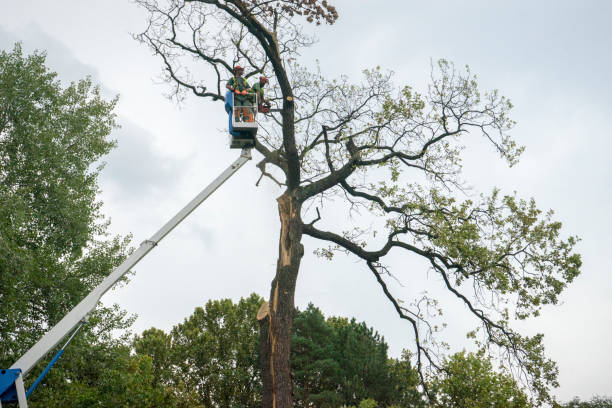 Best Fruit Tree Pruning  in Willow Grove, PA