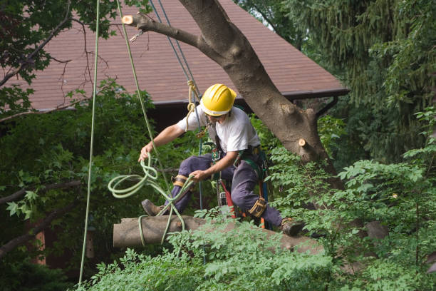 Best Tree Cabling and Bracing  in Willow Grove, PA