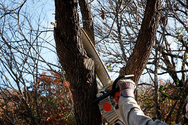 Best Stump Grinding and Removal  in Willow Grove, PA