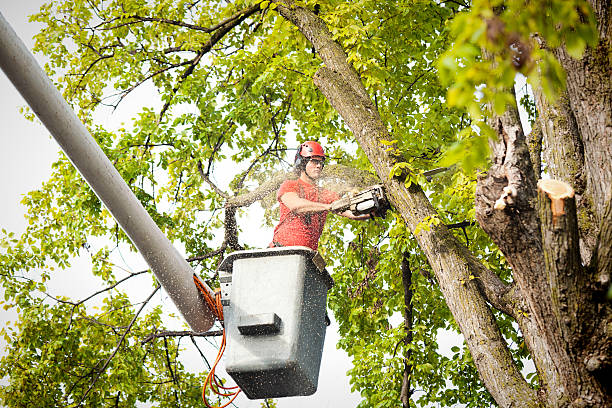 Best Tree Preservation Services  in Willow Grove, PA
