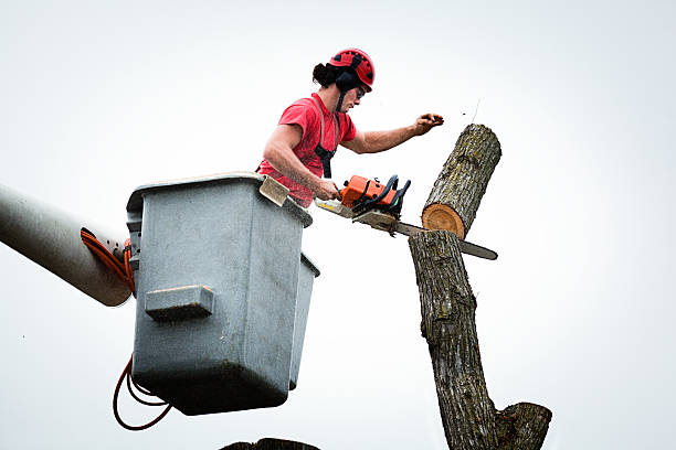 Best Tree Removal  in Willow Grove, PA