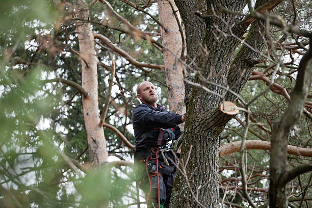 Best Emergency Tree Removal  in Willow Grove, PA